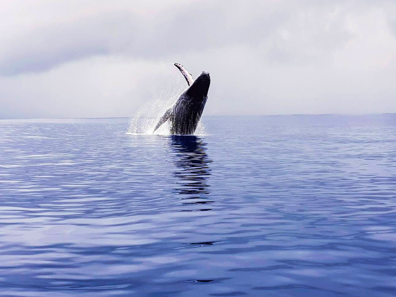 Whale Watching Magic Reef Beachfront Bungalows